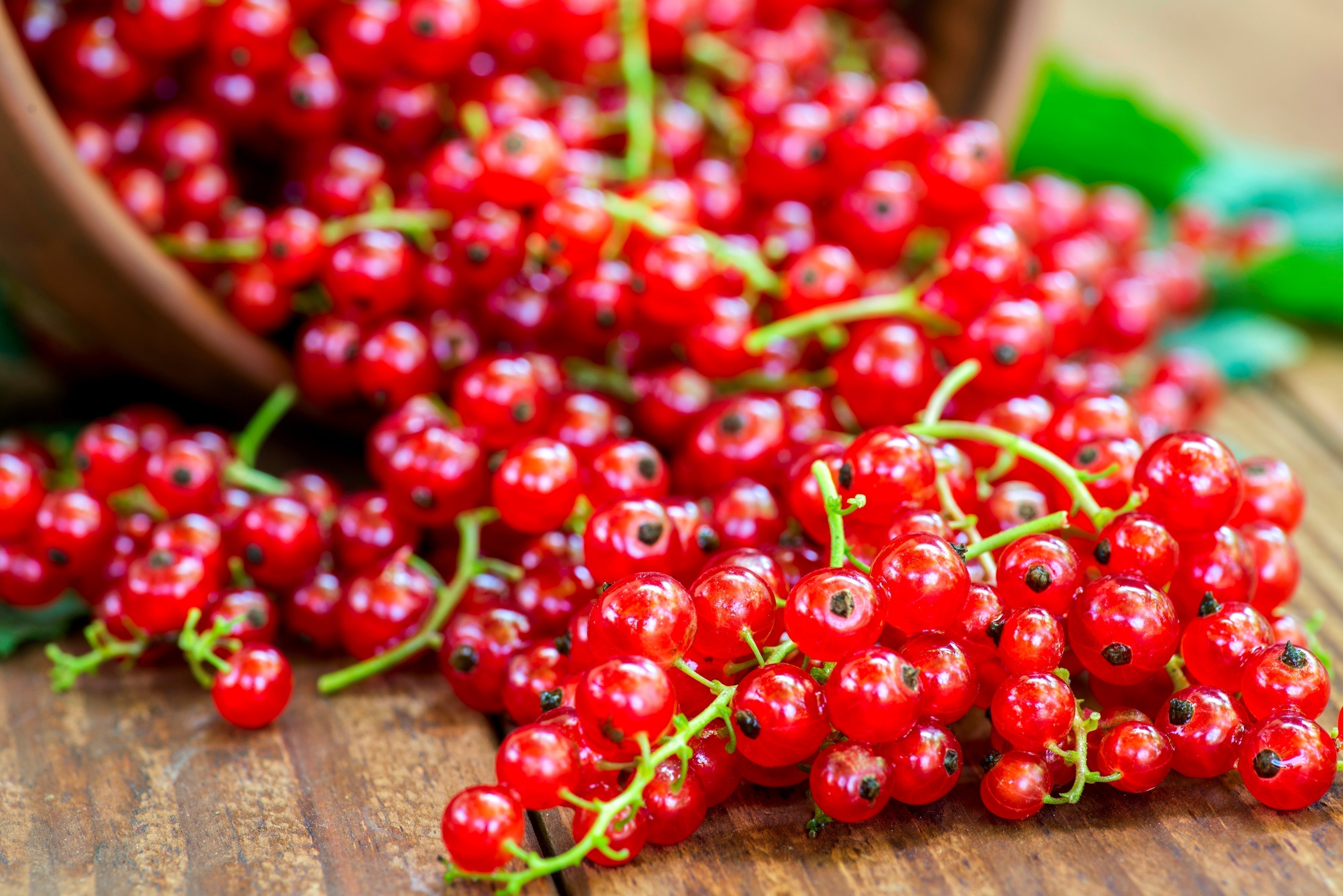 Redcurrant - A Tangy Superberry for Circulation, Immunity, and Gut Health