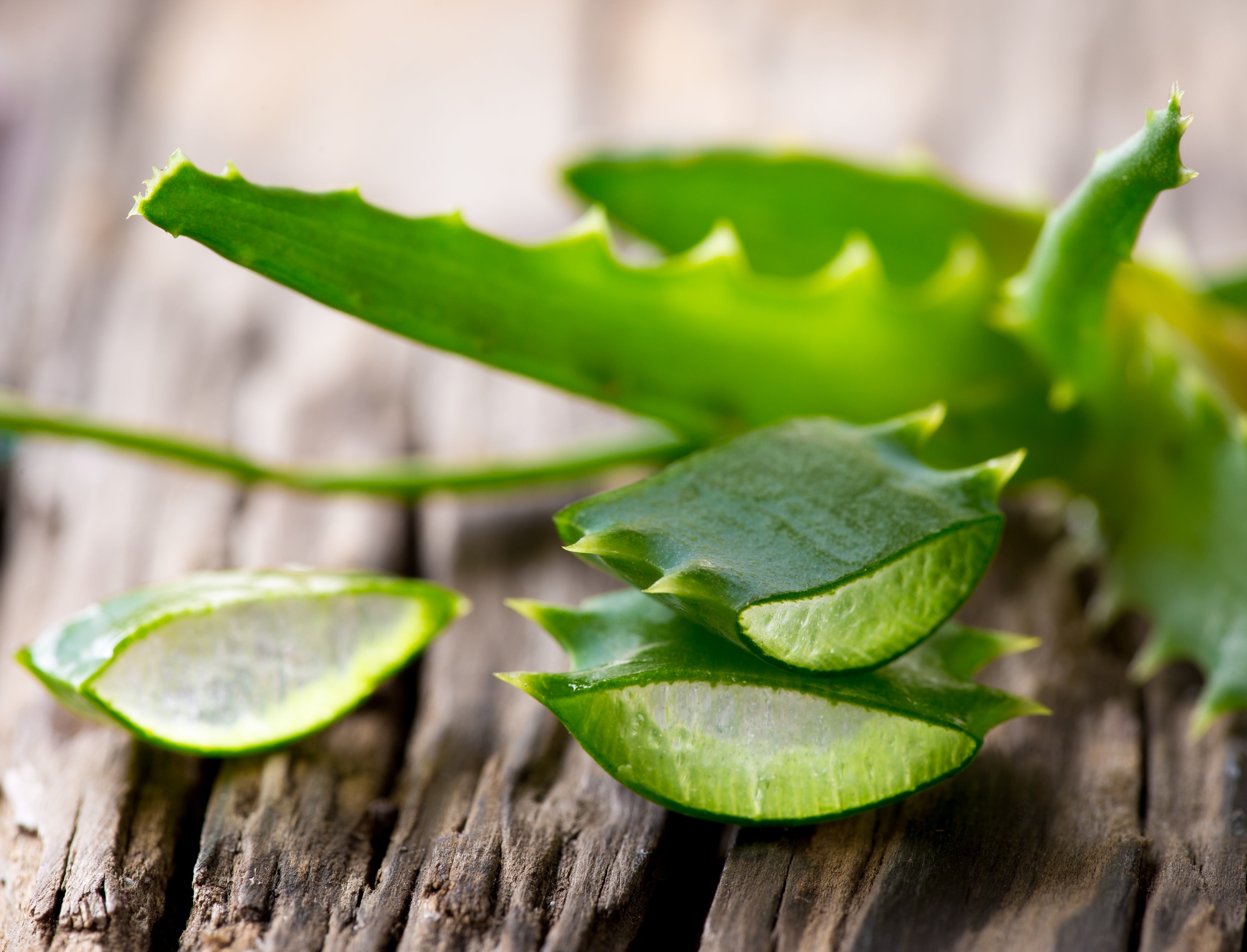 Discover aloe vera – the ancient healing plant that supports digestion, skin health, and natural immunity from within.