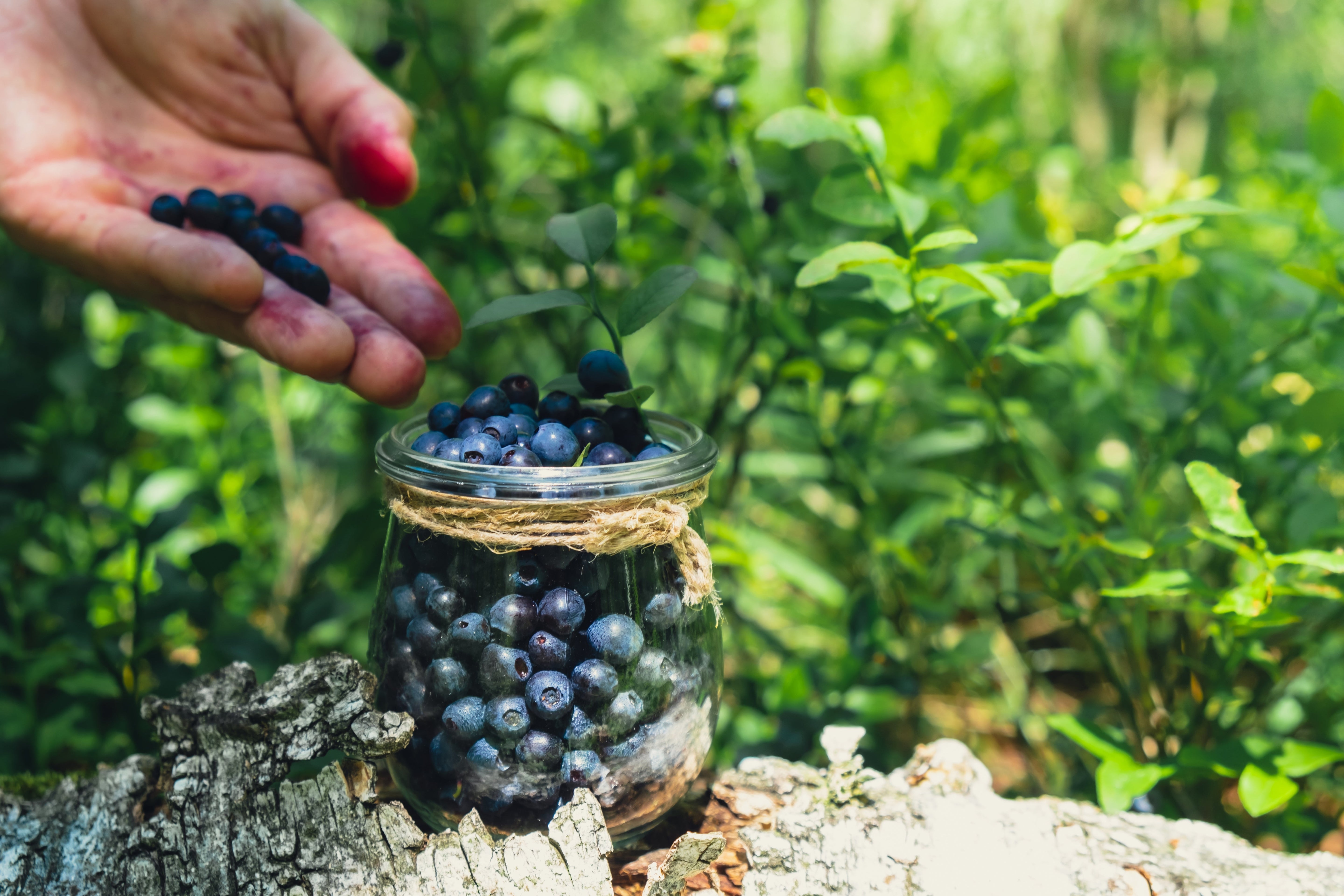 Blueberry - Brain-Boosting Berry for Vision, Heart, and Longevity